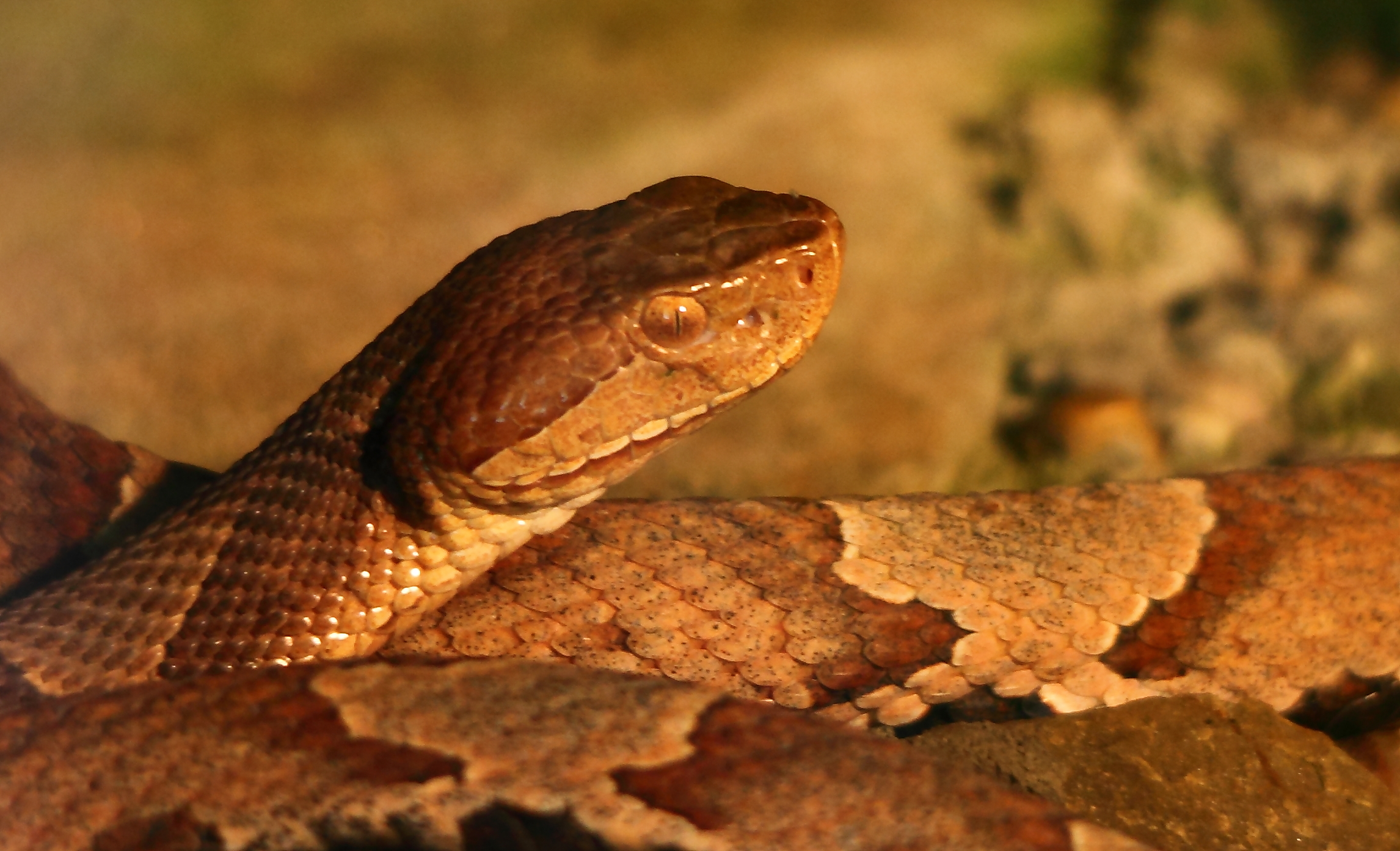 Copperhead Snake | Wildlife| Free Nature Pictures by ForestWander
