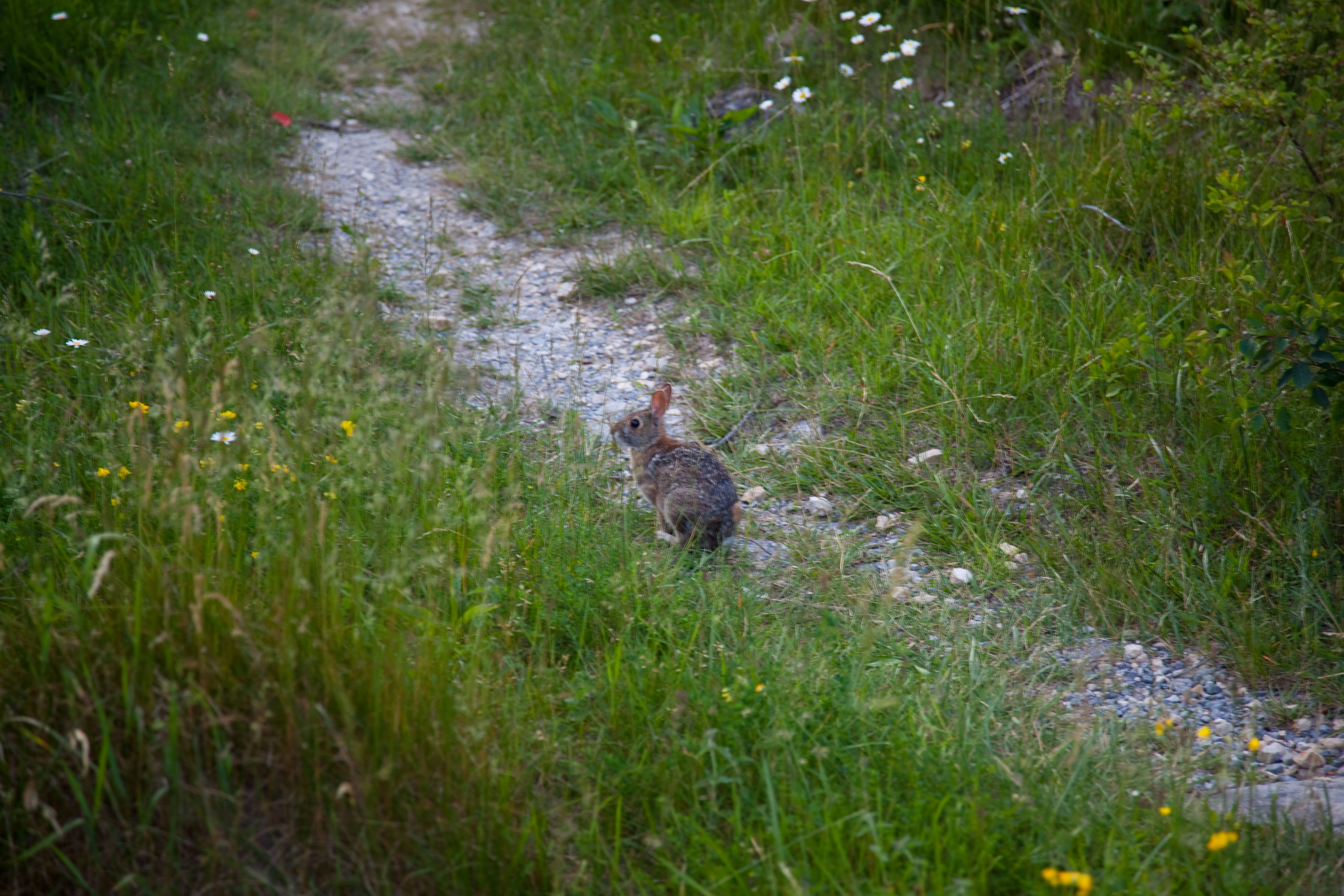  - spring-peter-cottontail-rabbit-bunny-trail