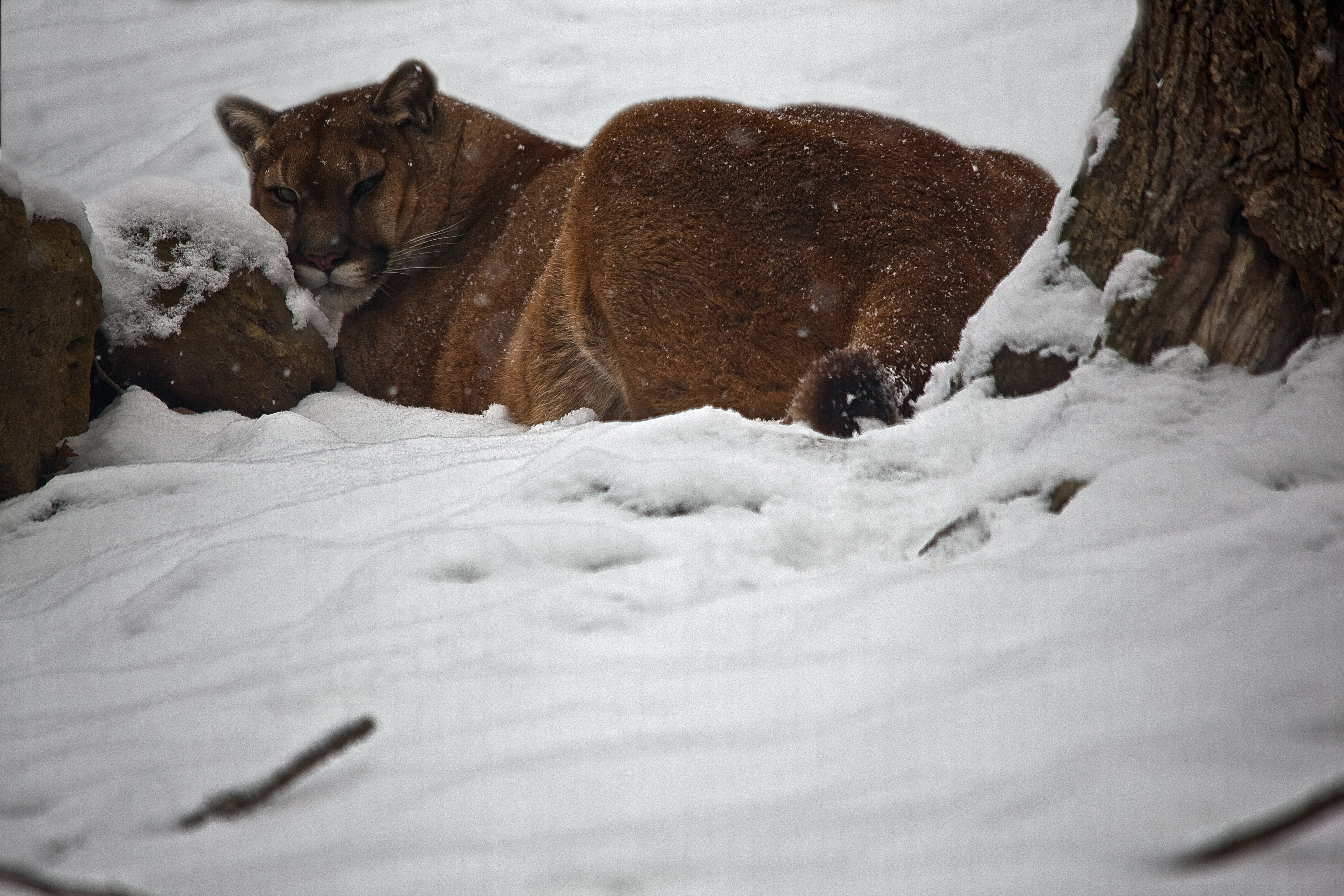 Falling In Love With Wildlife Photography