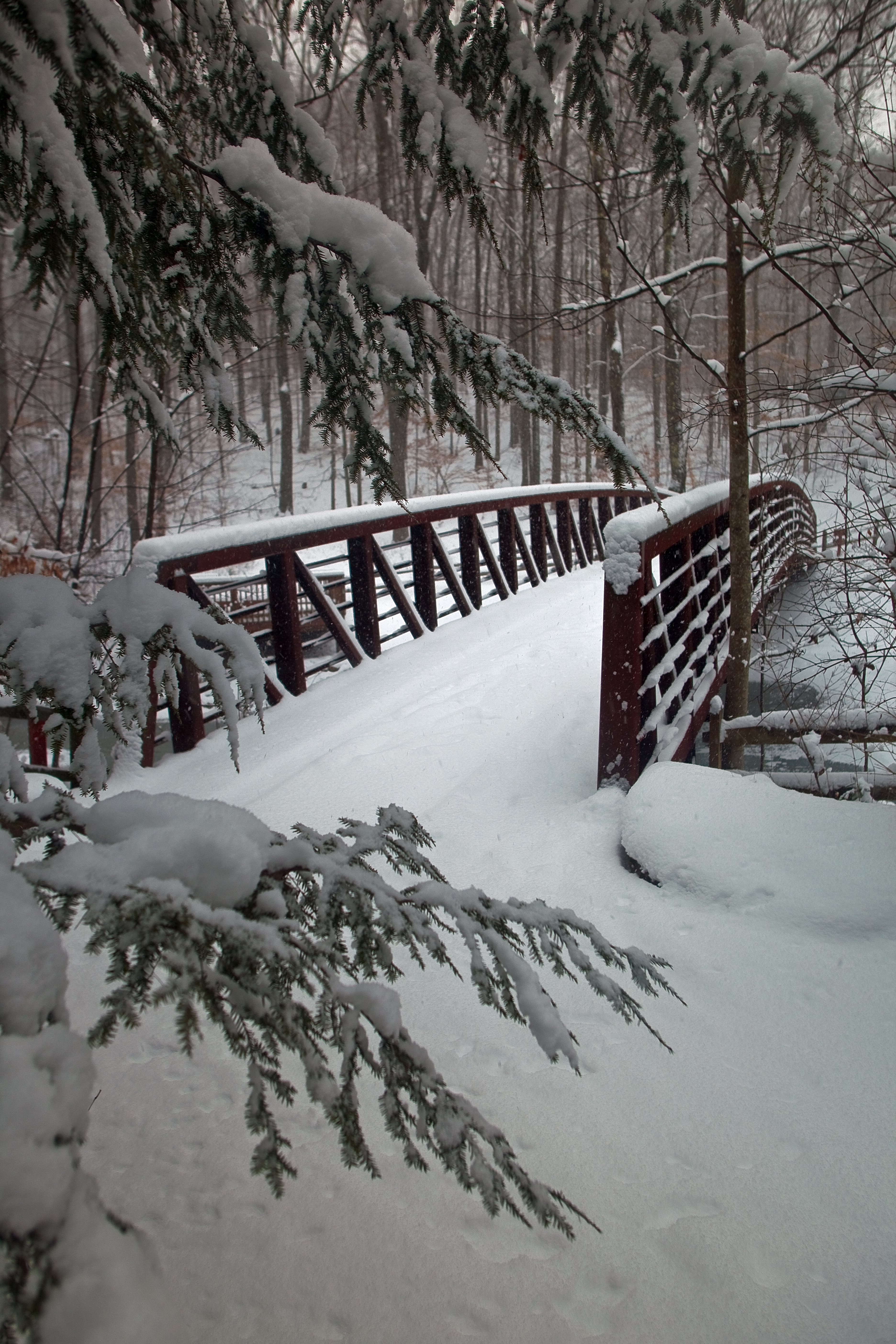 Snowy Pine Tree