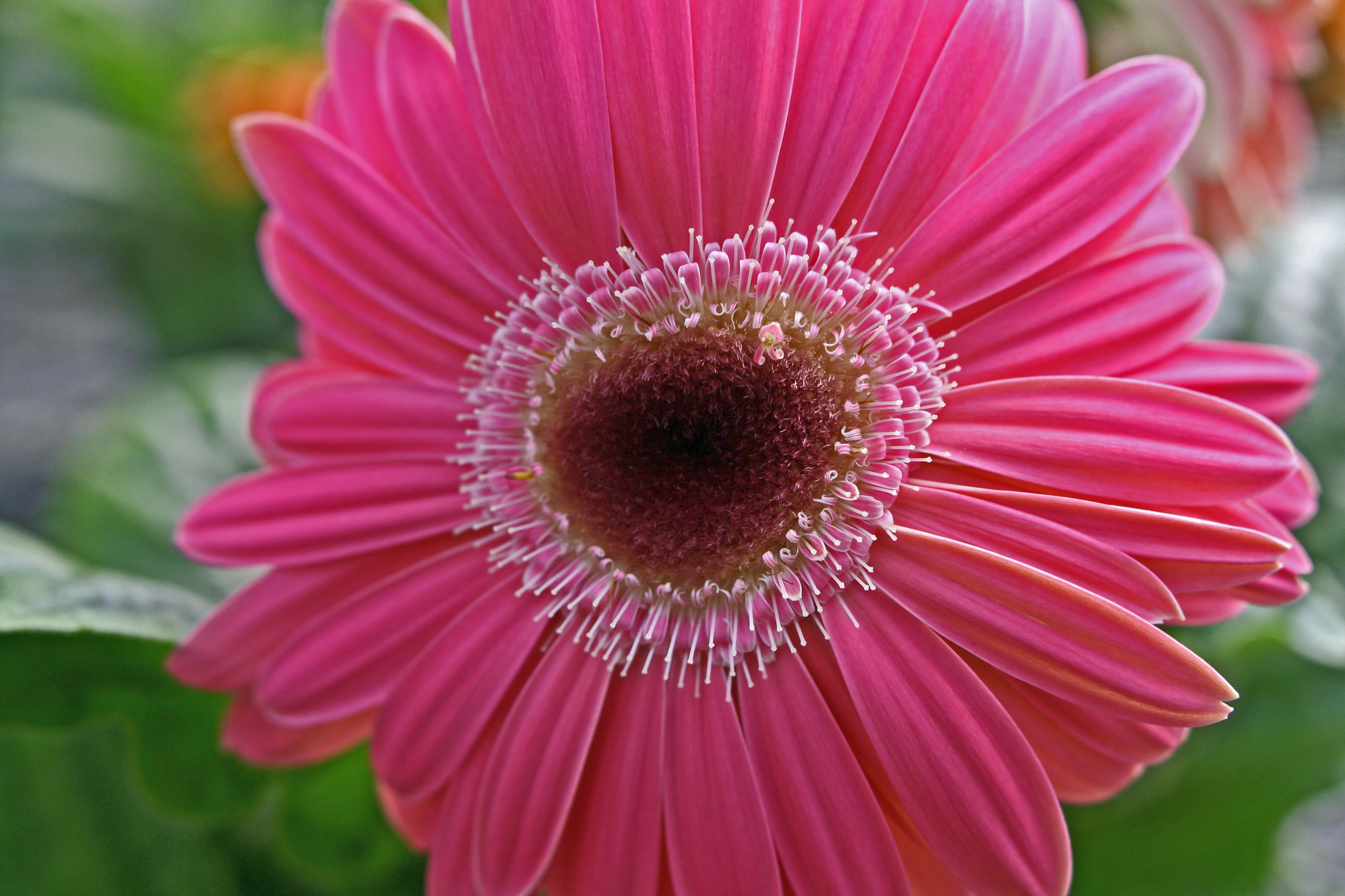 Pink+daisy+flower+wallpaper