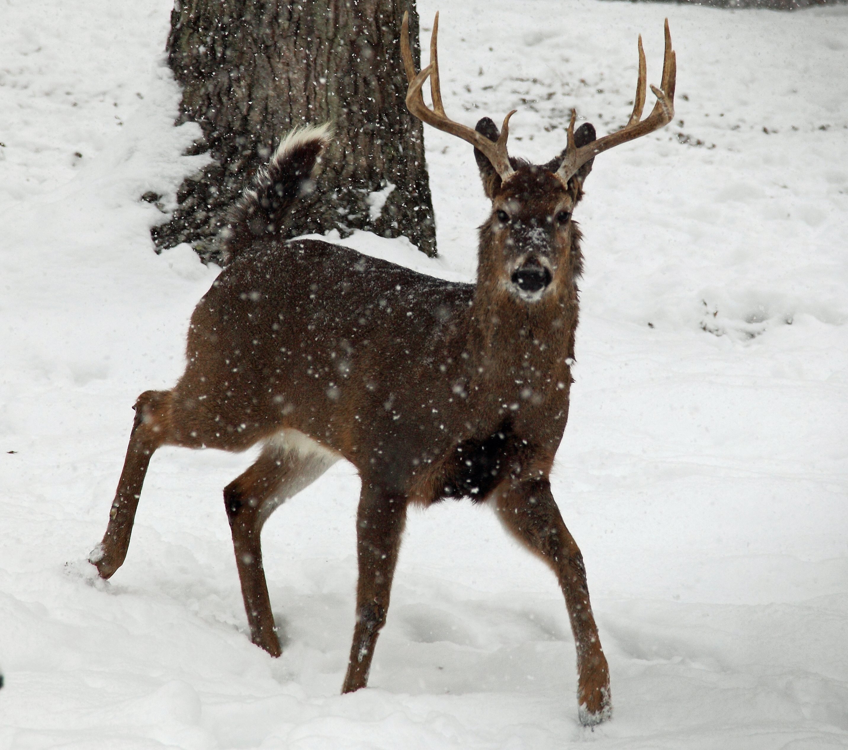 Albums 96+ Images pictures of deer in snow Updated
