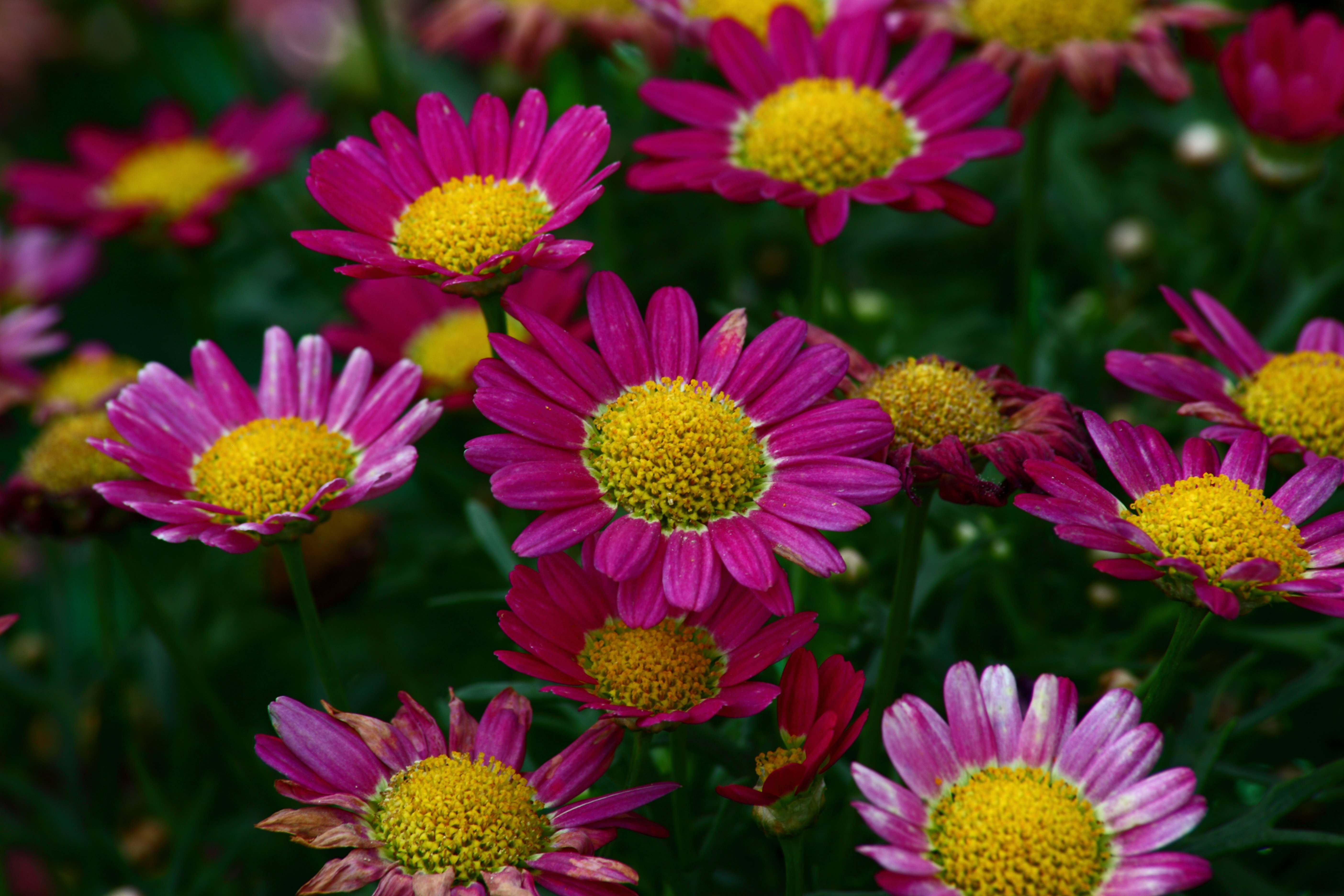 Purple Daisies | Flowers| Free Nature Pictures by ForestWander Nature