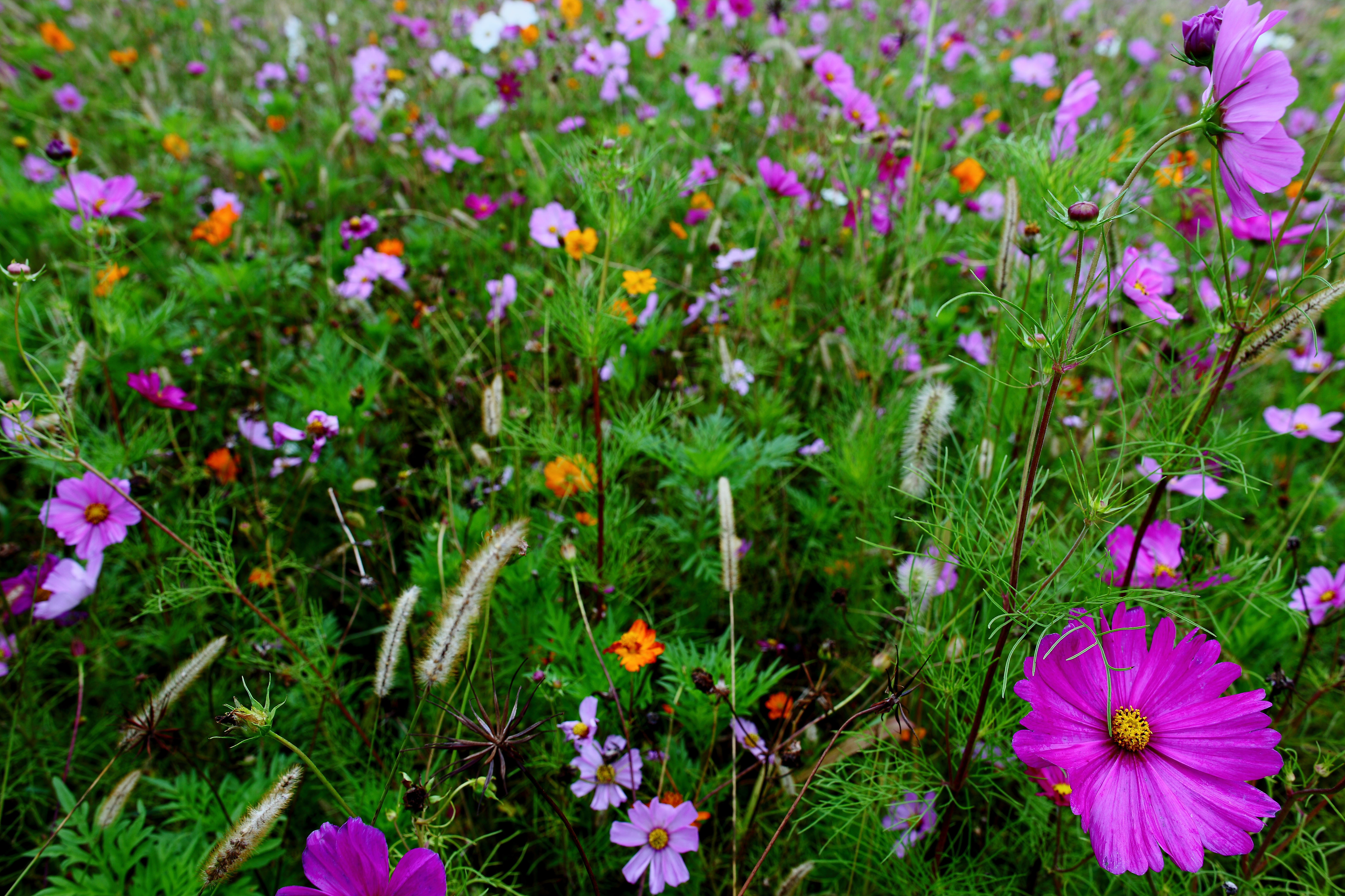 Autumn Flower Field Large Purple Flower  Flowers Free 