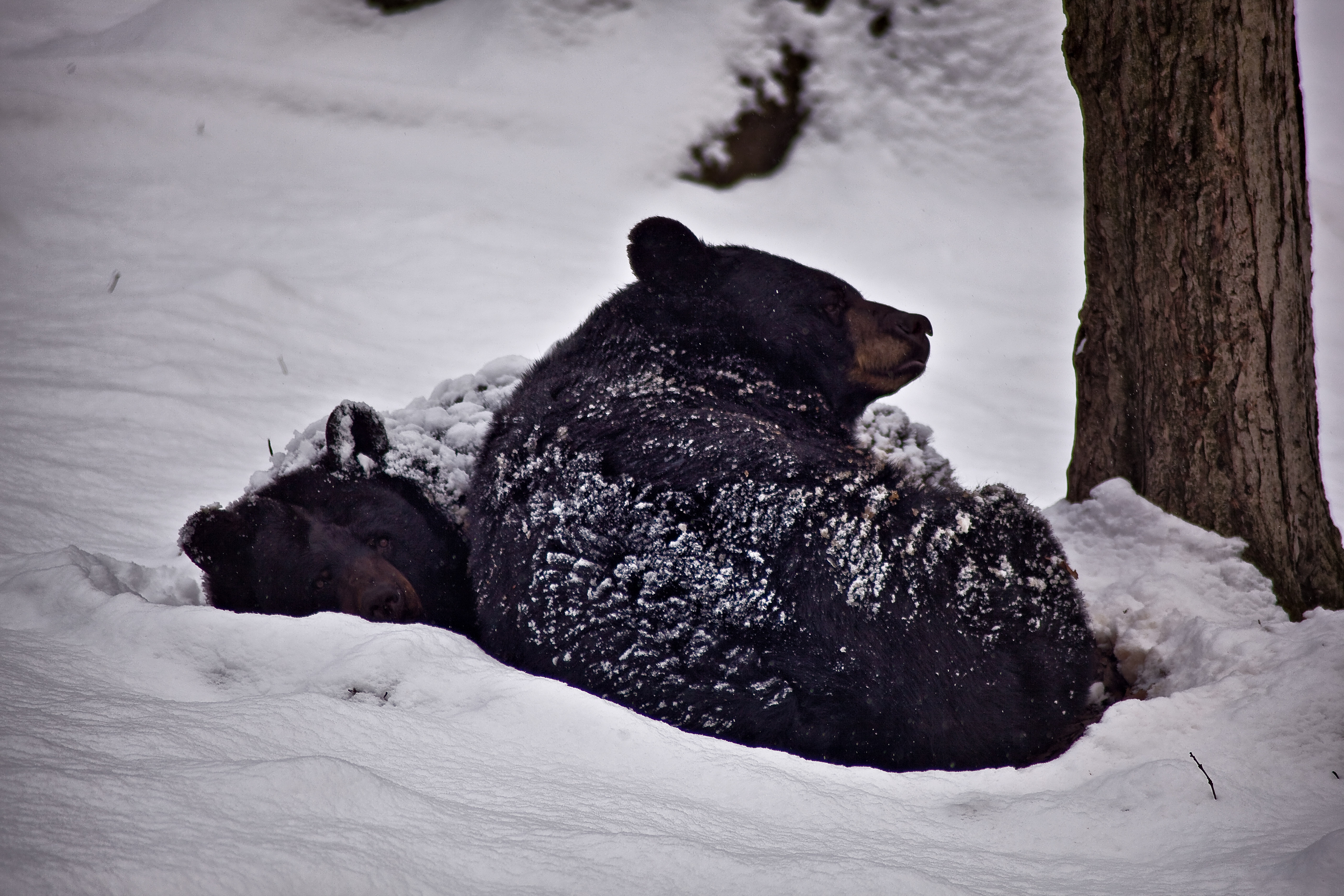 Black Bears Sleeping Snow Wildlife Free Nature Pictures By Forestwander Nature Photography