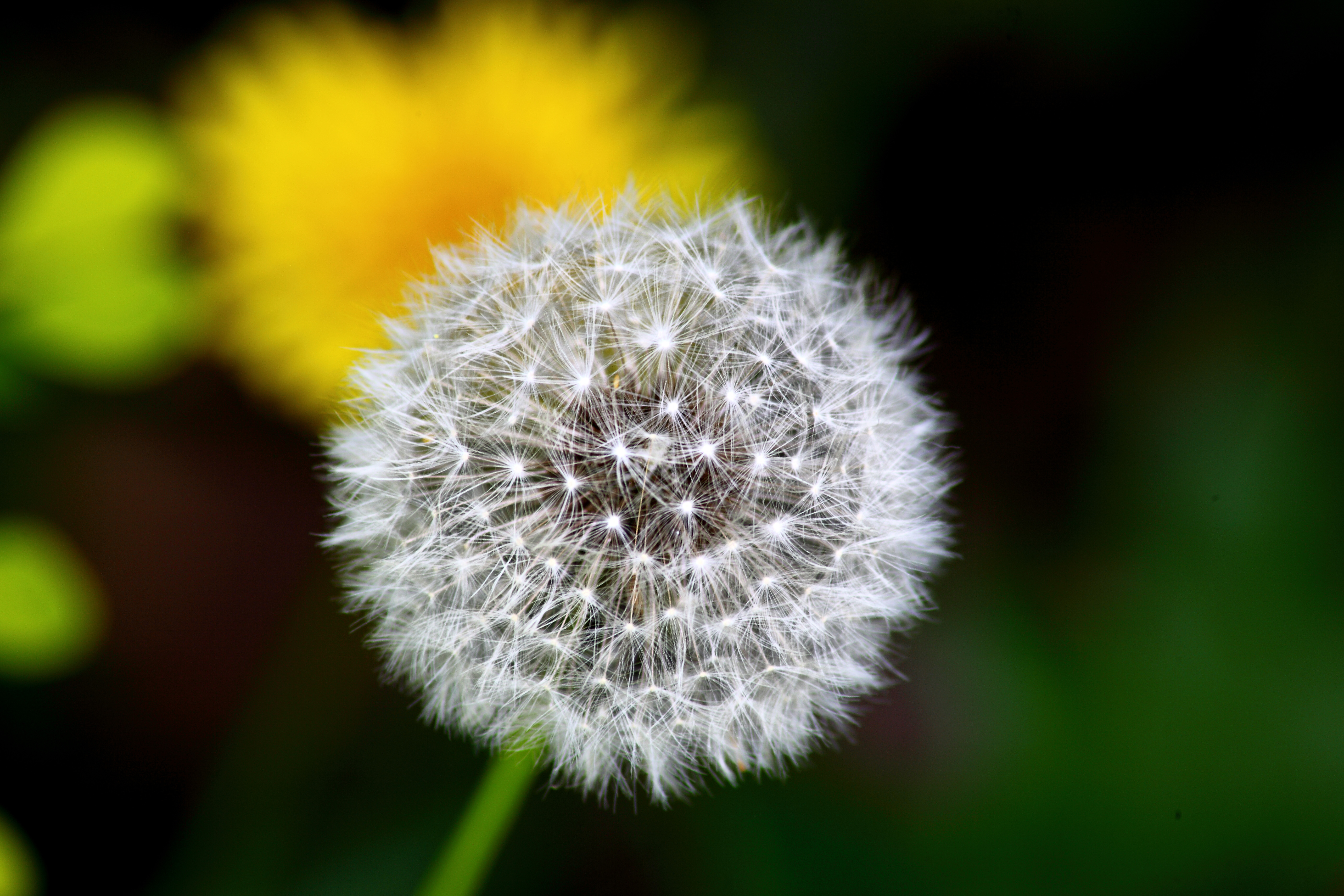 Dandelion Macro  Flowers Free Nature Pictures by ForestWander Nature Photography