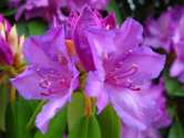_center_thumbnail_255.jpg : Spring Rhododendron WV State Flower