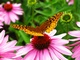 Yellow Butterfly on purple cone Flower