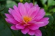 Beautiful Pink Spring Flower
