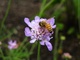 Honey Bee Nectar Feeding Blue Flower