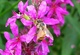 Honey Bee Pink Flower Macro
