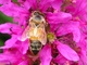 Honey Bee Pink Flower Macro