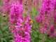Honey Bee Pink Flower Spring