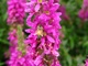 Honey Bee Pink Flower Spring