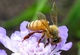 Honey Bee Purple Flower Macro front
