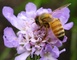 Honey Bee Purple Flower Macro