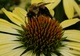 Bumble Bee Yellow Cone Flower Macro