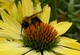 Bee Yellow Cone Flower Macro
