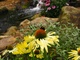 Bee Yellow Cone Flower Stream