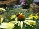 Bee Yellow Cone Flower Waterfall