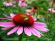 Beetle Cone Flower