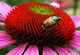 Beetle Purple Cone Flower