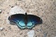 Blue Butterfly