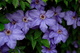 Blue Clemantis Flowers Spring