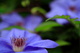 Blue Clematis Flowers