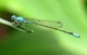 Blue Dragon Fly Macro