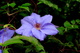 Blue Flower Clemantis