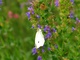 Blue Flowers White Butterfly