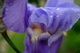 Blue Iris Spring  Beautiful Flower