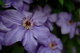 Blue Spring Clemantis Beautiful Flower