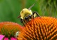 Bumble Bee Cone Flowers