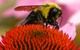 Bumble Bee Macro Flower