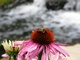 Bumble Bee Purple Cone Flower Waterfall
