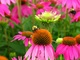 Bumble Bees Purple Cone Flowers