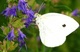 Butterfly Macro on Blue Flowers