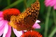 Butterfly Macro Cone Flower