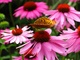 Butterfly Cone Flowers