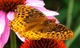 Butterfly Flowers Macro