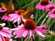 Butterfly Purple Cone Flowers