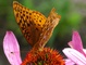 Butterfly Purple Coneflower Macro