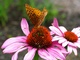 Butterfly Purple Coneflower
