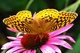 Butterfly Macro with Open Wings Flower