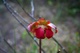 Carnivorous Flower at Cranberry Glades