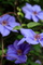 Clemantis Blue Spring Flowers