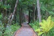 Cranberry Glades Trail