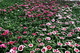 Field Pink Red Flowers